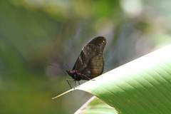 Drucina leonata
