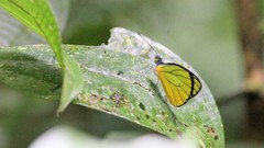 Leptophobia caesia tenuicornis
