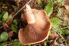 Lactarius rubrilacteus
