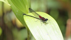 Hetaerina cruentata