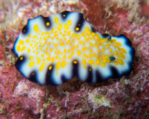 Imperial Nudibranch