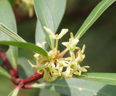 Tasmannia xerophila