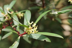 Tasmannia xerophila