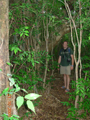 Dendrocereus nudiflorus