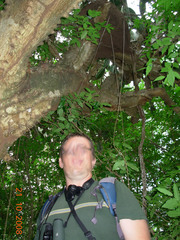 Dendrocereus nudiflorus