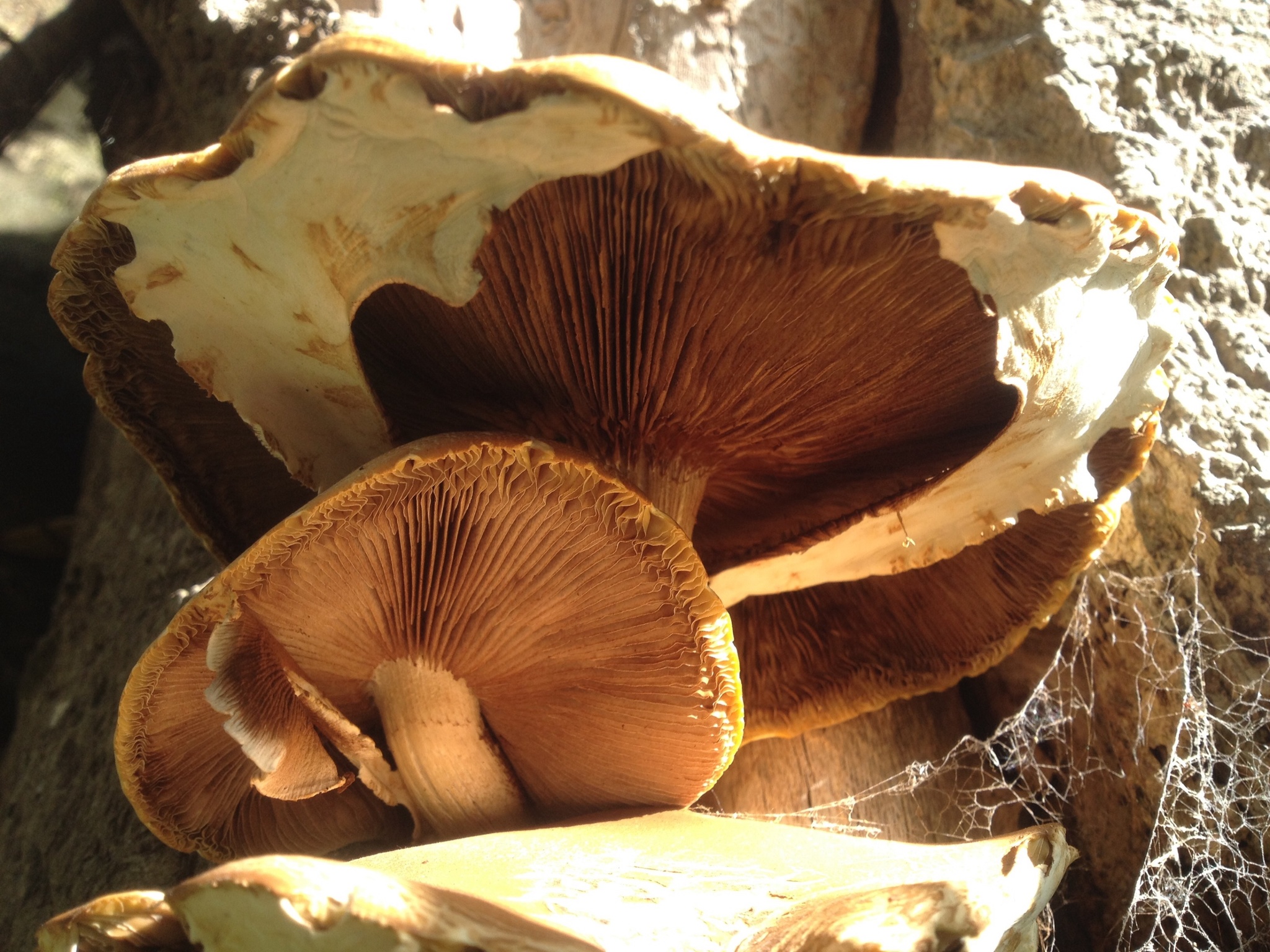Agrocybe parasitica image