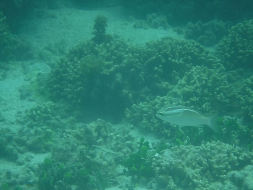 Scolopsis trilineata