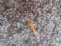 Betaeopsis aequimanus