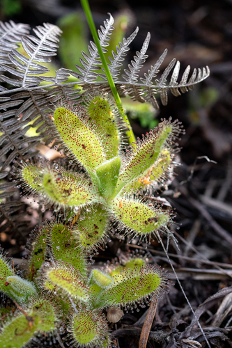 Drosera hilaris