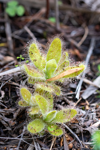 Drosera hilaris