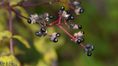Zanthoxylum schinifolium