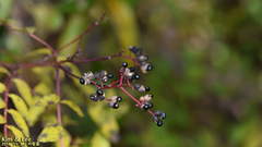 Zanthoxylum schinifolium