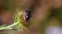 Dolycoris