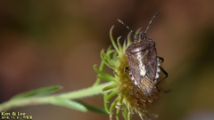 Dolycoris