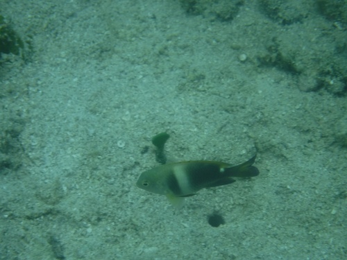 Chrysiptera biocellata