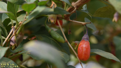 Lycium chinense