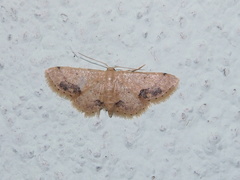 Idaea chotaria
