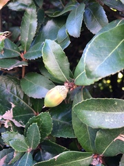 Quercus phillyreoides