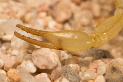 Paravaejovis eusthenura