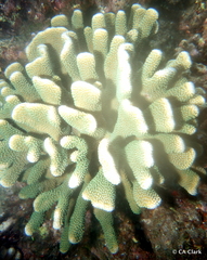 Pocillopora grandis