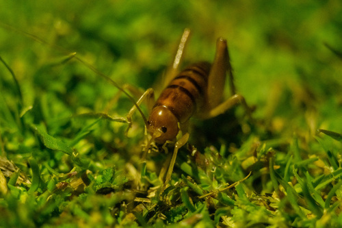 iNaturalist observation photo of California Camel Cricket