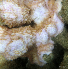 Montipora patula