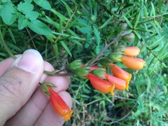 Eccremocarpus scaber