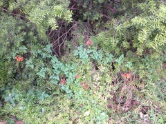 Eccremocarpus scaber