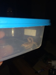 Parabuthus granulatus