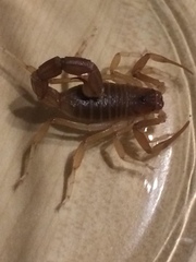 Parabuthus granulatus