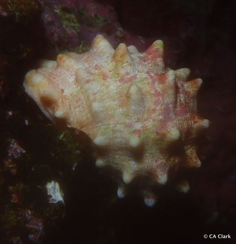 Drupa rubusidaeus observed 2018-09-21
