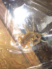 Parabuthus granulatus