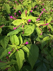 Mirabilis jalapa