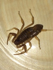 Parabuthus granulatus