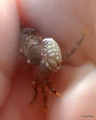 Xanthidae