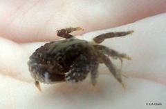 Xanthidae