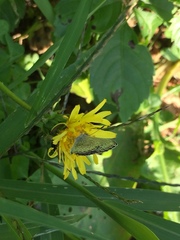 Pseudozizeeria maha