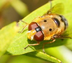 Austalis pulchella
