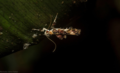 Persicoptila oenosceles