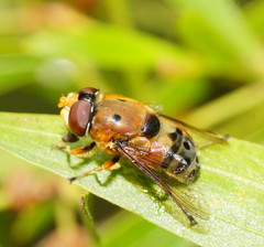 Austalis pulchella