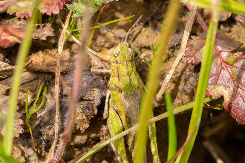 iNaturalist observation photo of Painted Meadow Grasshopper