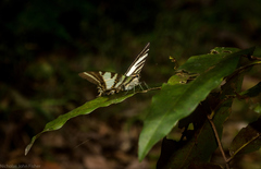 Protographium leosthenes