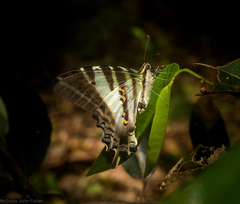 Protographium leosthenes