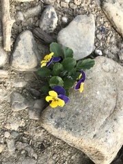 Viola × wittrockiana