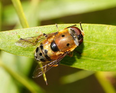 Austalis pulchella
