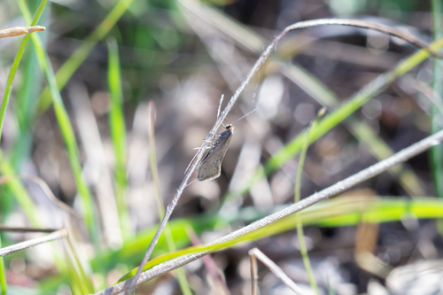 iNaturalist observation photo of Greya