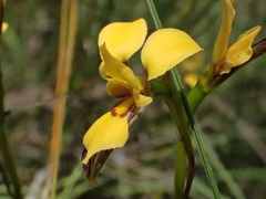 Diuris brevifolia