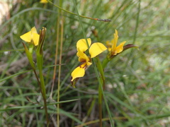 Diuris brevifolia