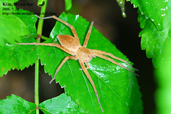 Dolomedes sulfureus