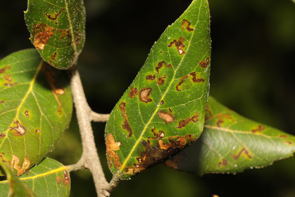 New Holm-Oak Pigmy